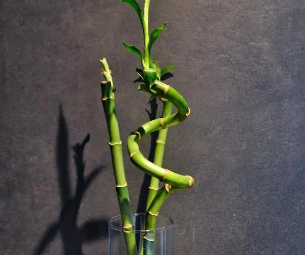 Deer House Nocleg ze śniadaniem 3*