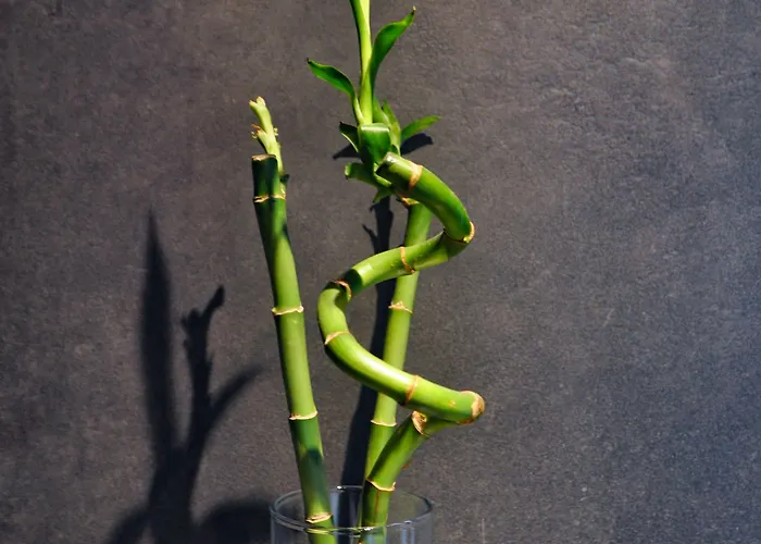 Nocleg ze śniadaniem Deer House Coppito